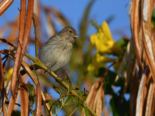 <h3><a href="/trips/grancanaria-2023/biota/animalia/chordata/aves/040 passeriformes/121 fringillidae/serinus canaria/serinus canaria-nl.html">Serinus&nbsp;canaria</a> / Atlantic&nbsp;canary / Kanarie</h3>NIKON D500 met 500.0 mm f/5.6, 1/5000 sec  bij F5.6, ISO 500, afstand 11.2&nbsp;m